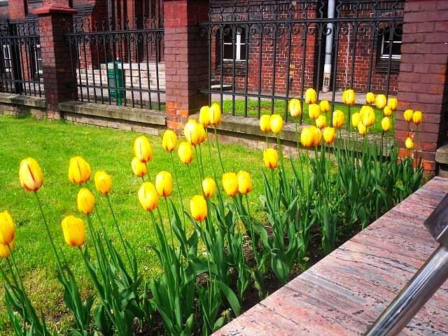 Tulipany przed Urzędem Miasta
