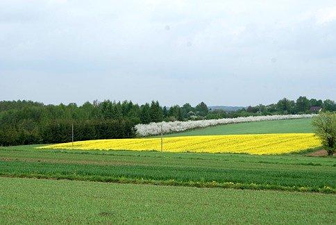 Na pofałdowanych polach rzepaku