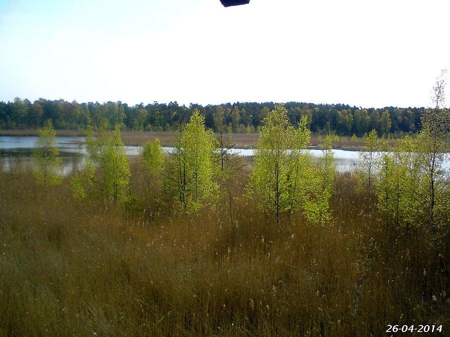 26-04-2014.Krajobraz z wieży widokowej w Rezerwacie Ptasi Raj na Wyspie Sobieszewskiej, podczas sobotniej wycieczki
