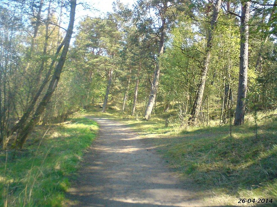 26-04-2014. Na drodze leśnej w Rezerwacie Ptasi Raj, na Wyspie Sobieszewskiej, podczas sobotniej wycieczki