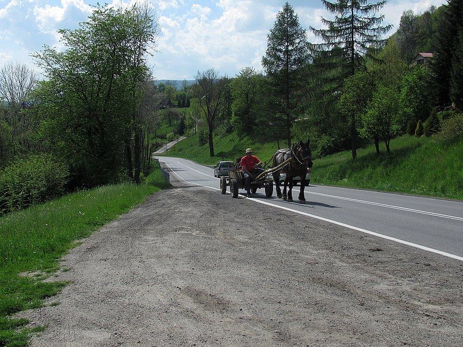 Jak zawsze w okolicy - trening za koniem