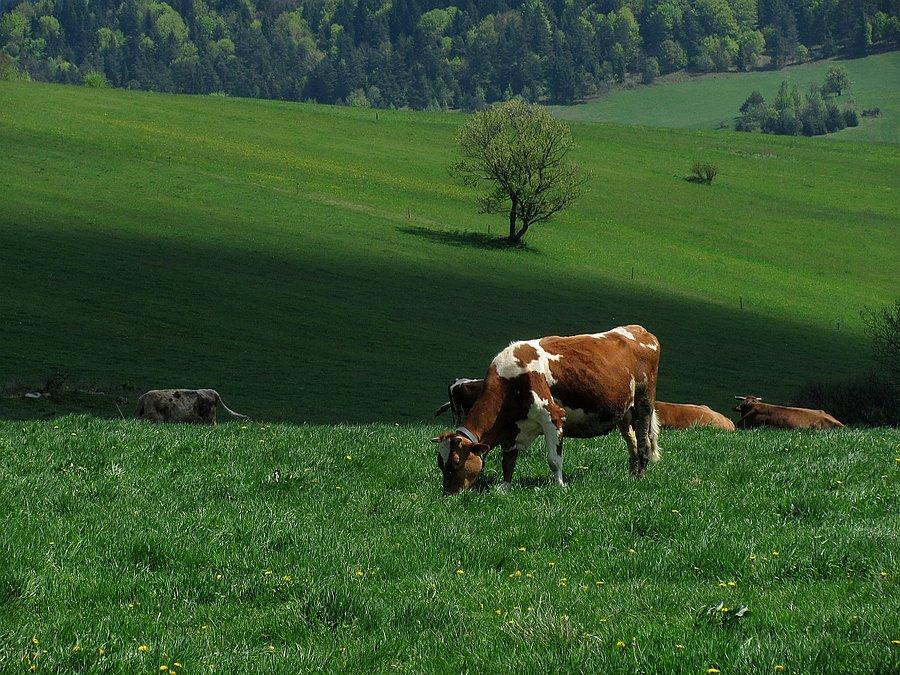 Dziękuję, że zamieniasz trawę w schobowe!