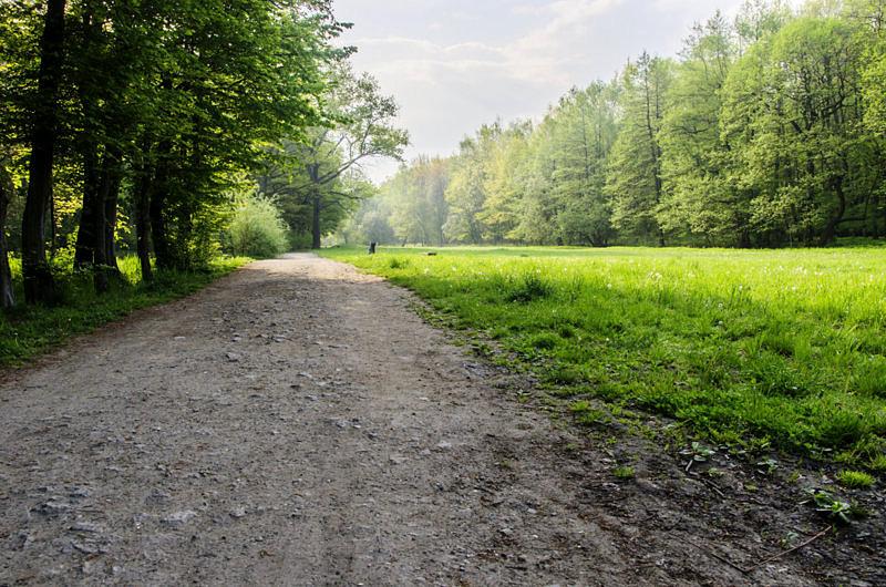 Jeszcze raz coś z lasku makoszowskiego