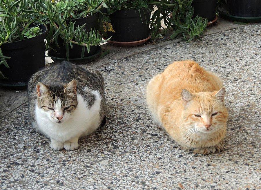 2 ważniaki