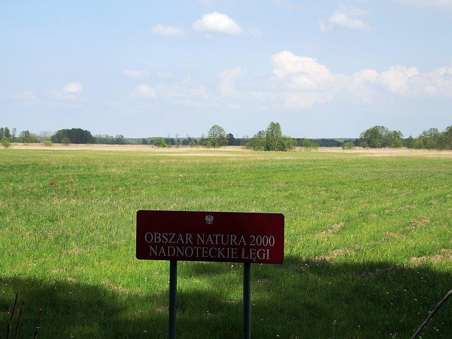 Nadnoteckie Łęgi - na trasie Radolin - Radolinek