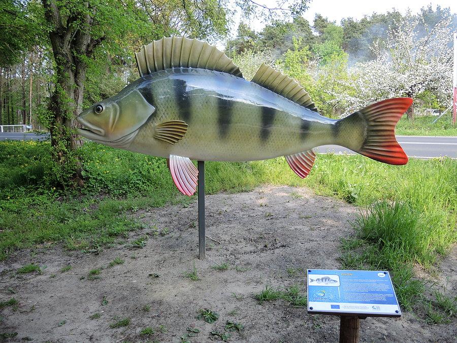 Okoń