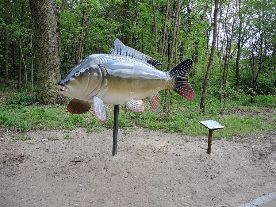 Karp / Sarcz