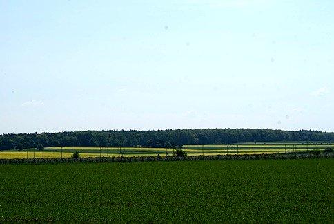Pola rzepaku