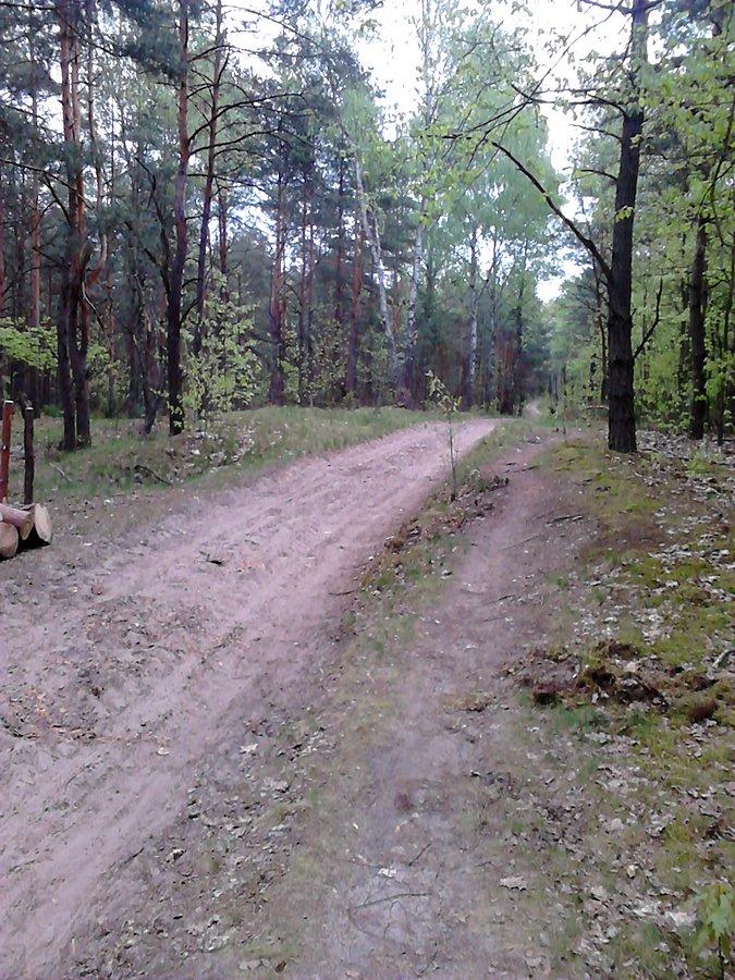 Końcówka drogi przez puszczę