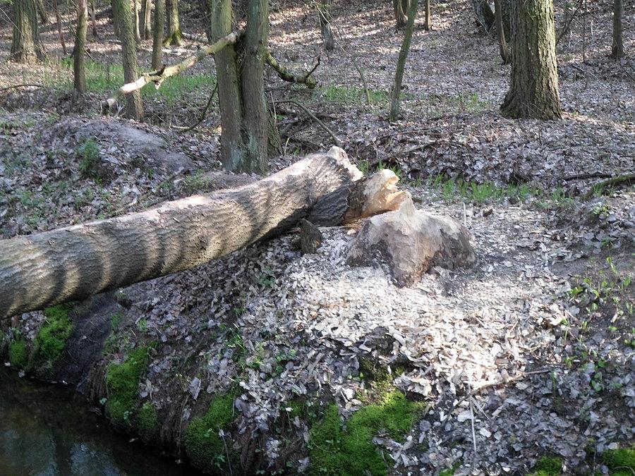 Robota bobrów pod Zbierskiem