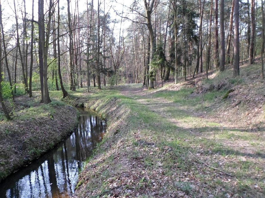 Leśna rzeczka pod Zbierskiem