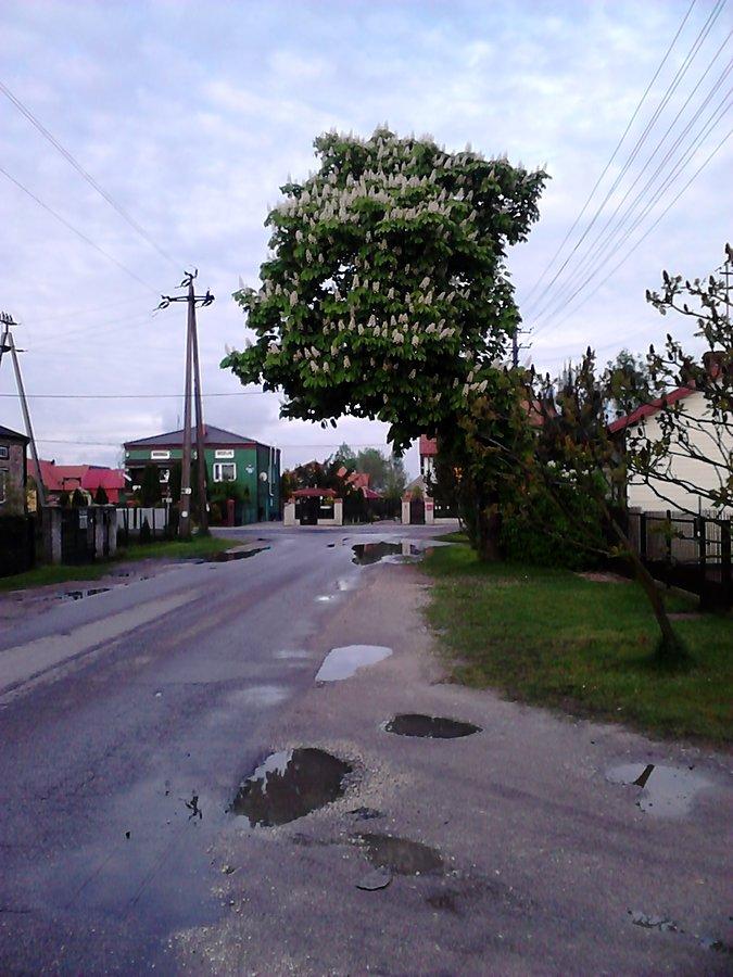 W tym roku kasztanowce muszą poczekac na matury