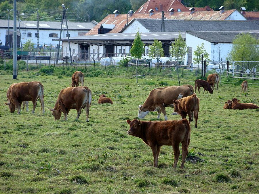 Stadko