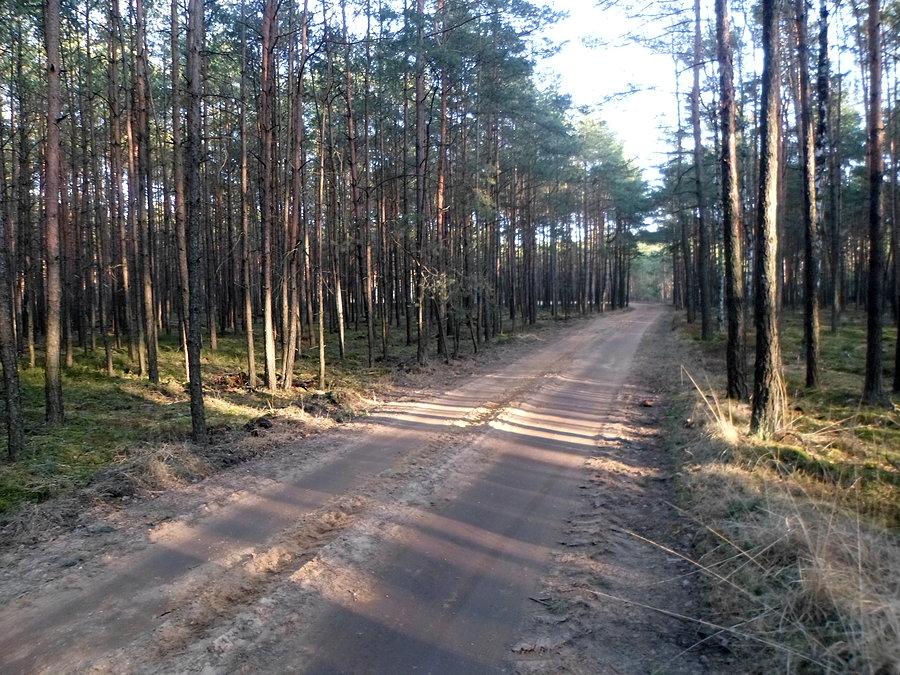 Droga w lesie jarantowskim