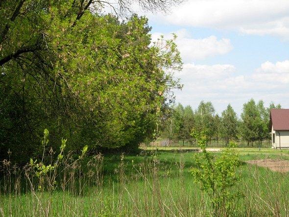 Widok na zieleń