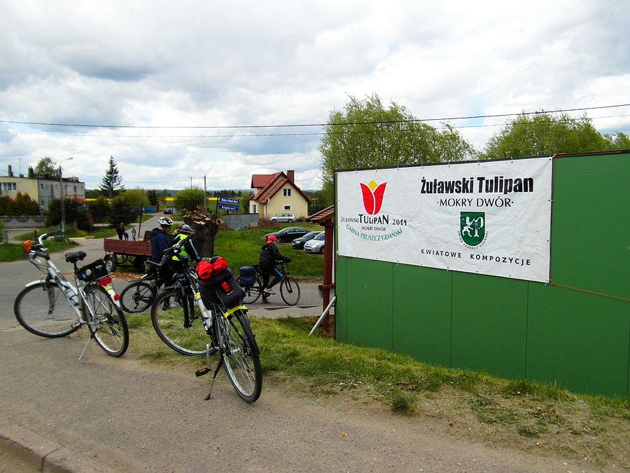 Żuławski Tulipan 2014