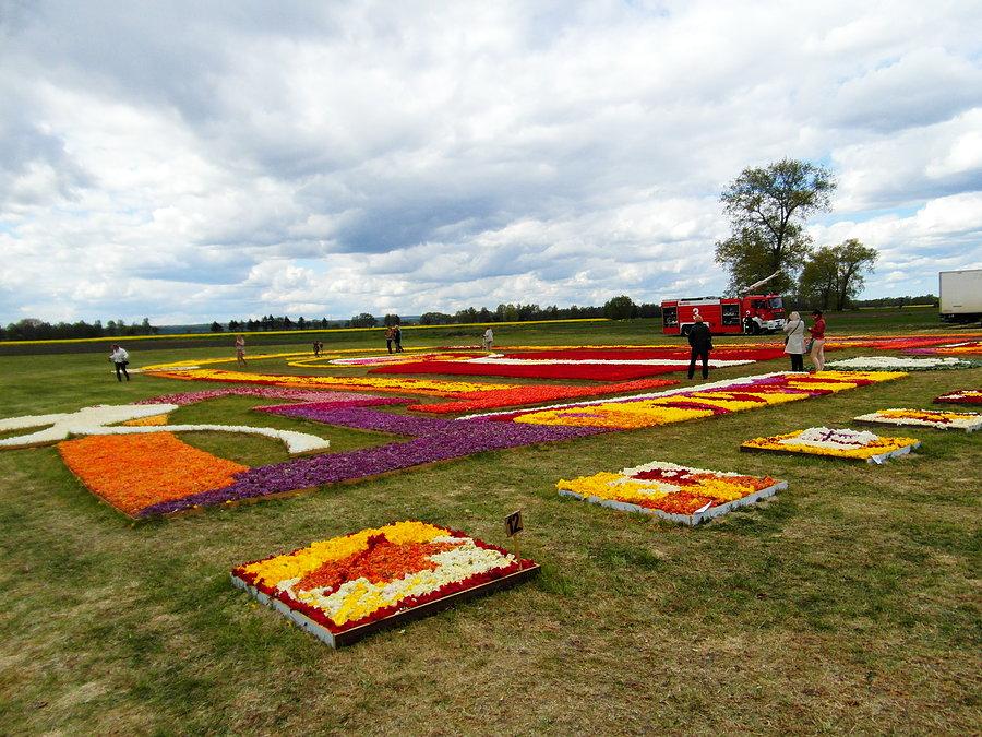 Żuławski Tulipan 2014