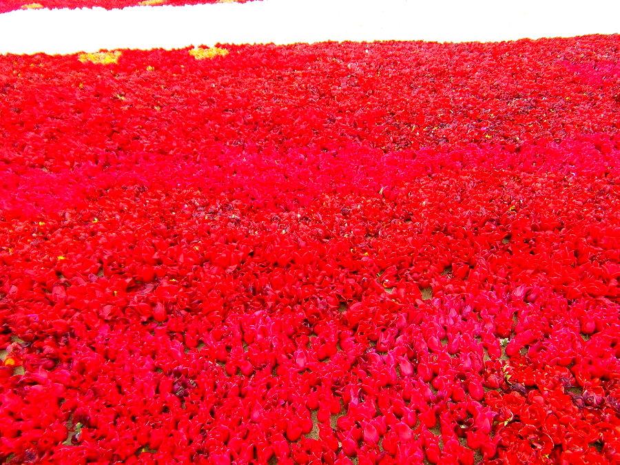 Żuławski Tulipan 2014
