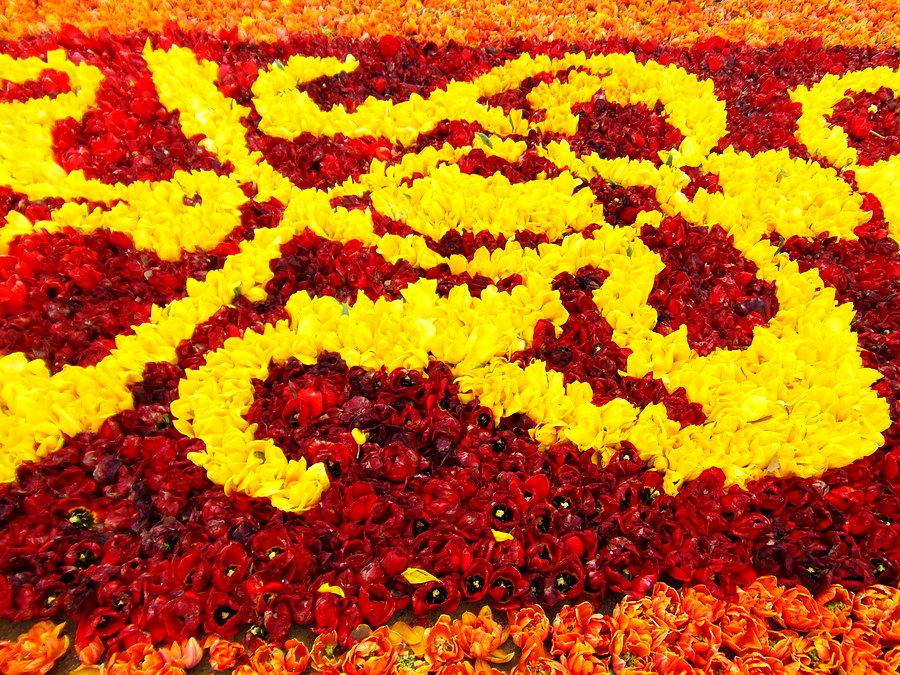 Żuławski Tulipan 2014