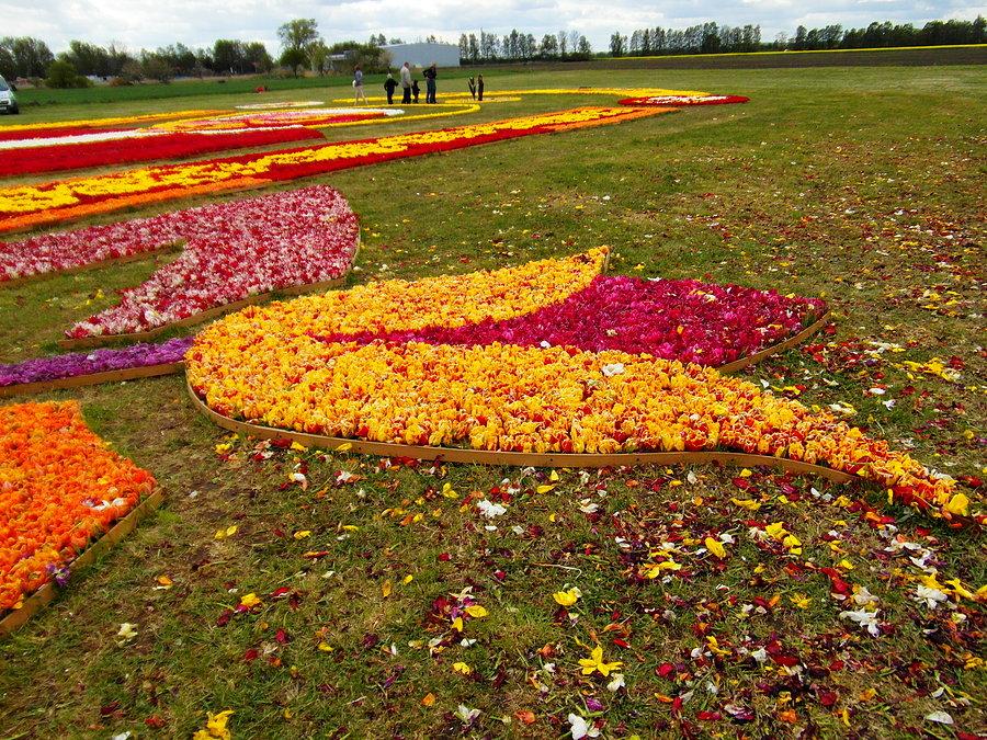 Żuławski Tulipan 2014