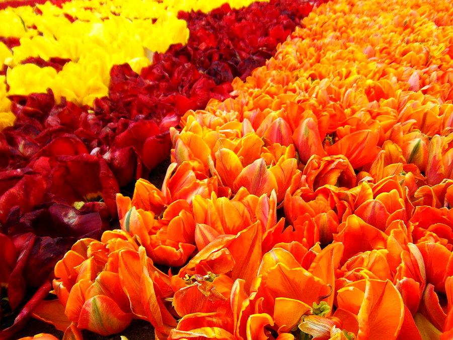 Żuławski Tulipan 2014