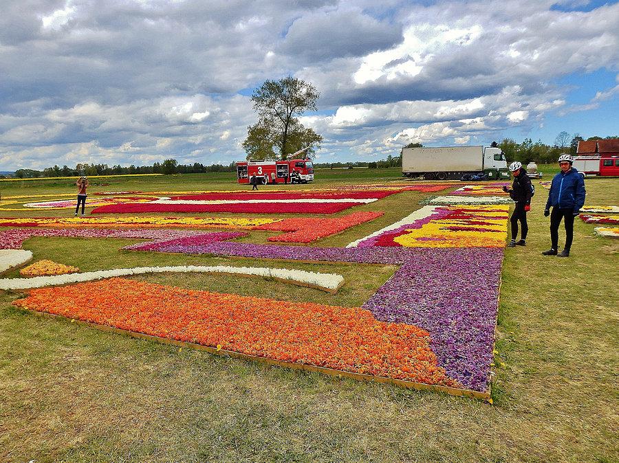 Żuławski Tulipan. Kompozycje kwiatowe z tulipanów