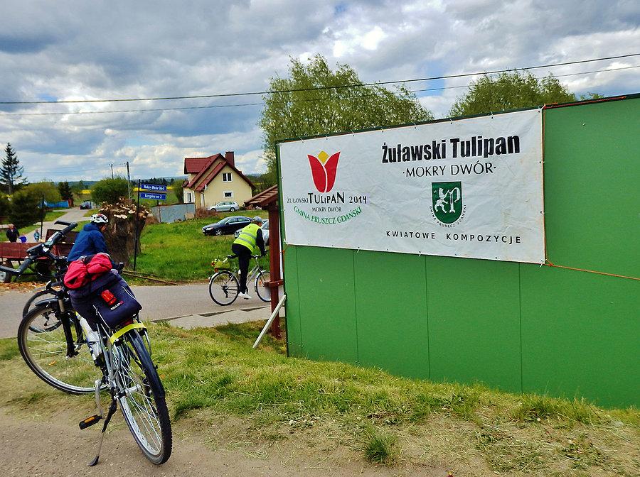 Żuławski Tulipan. Główny cel dzisiejszej wycieczki