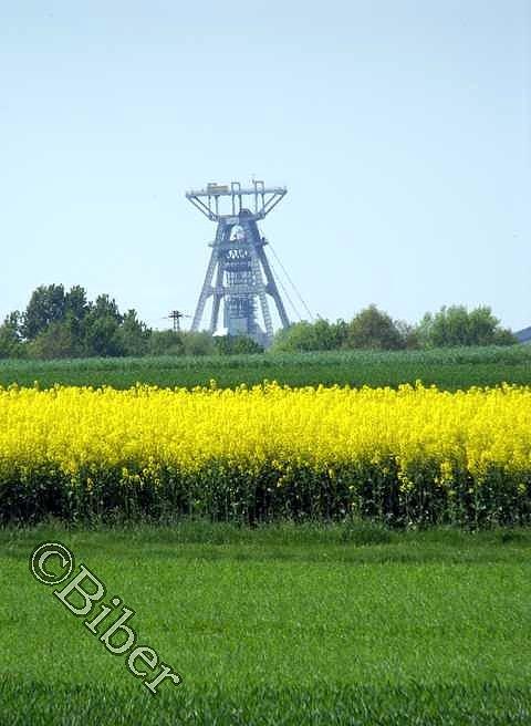 W drodze do Bujakowa - kop. Budryk