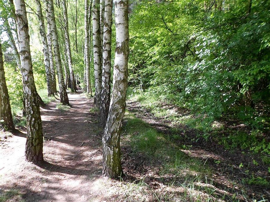 Brzozowa ścieżka na Decowskiego