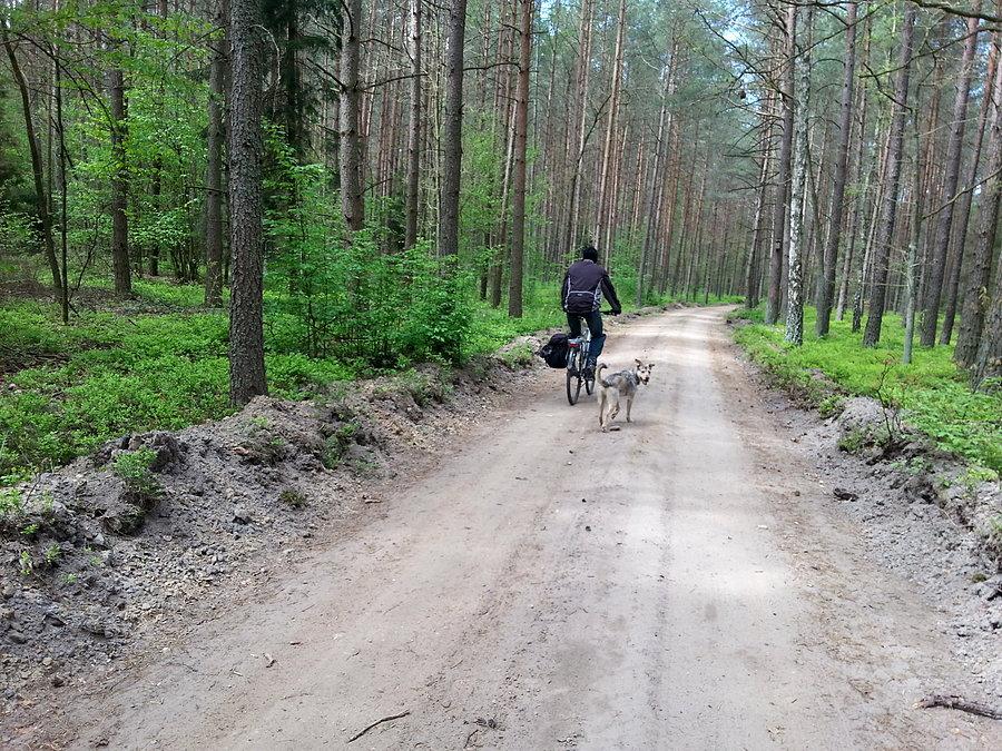 Lasy Górzna i piesek