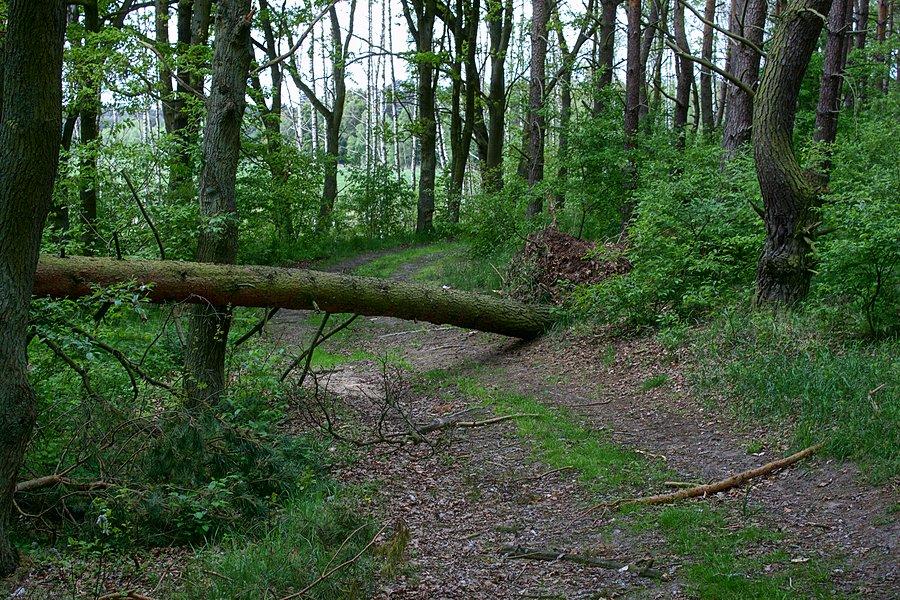 Omijając asfalciki na przeszkody można trafić
