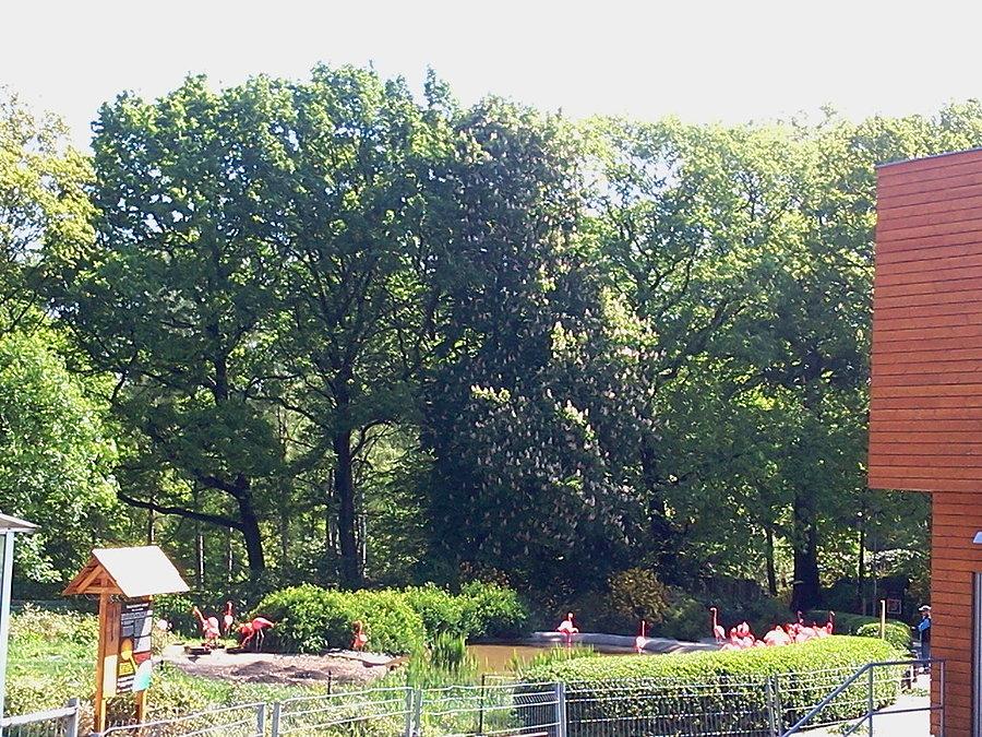 Flamingi w ZOO