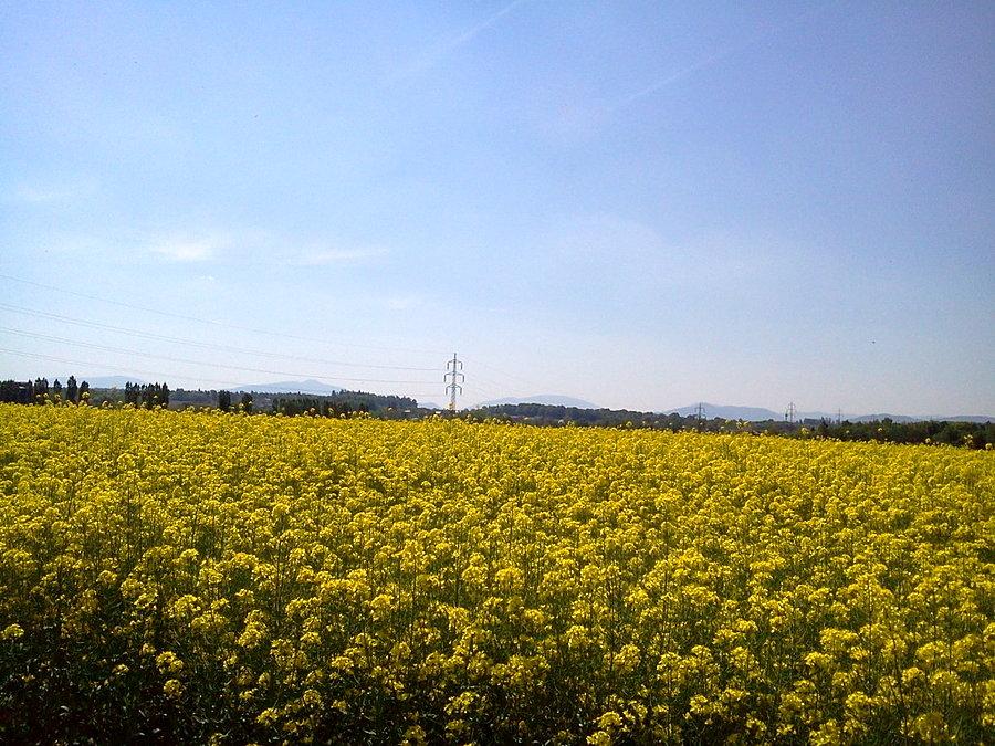 Rzepak i Beskidy