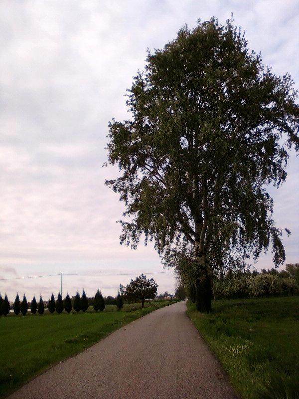 Drzewo przydrożne
