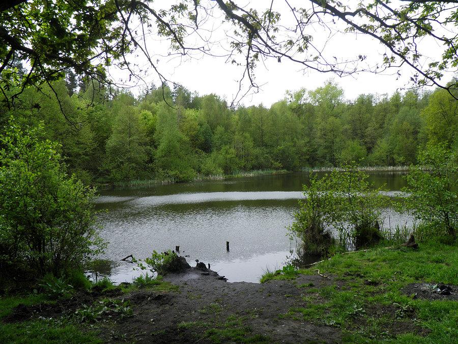 Obrazek z Puszczy Wkrzańskiej - 6 maja 14 r