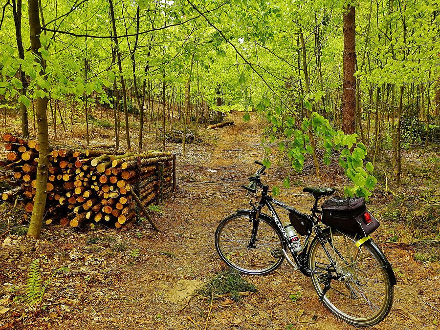 Majowa wycieczka rowerowa do lasu. Las Rokicki