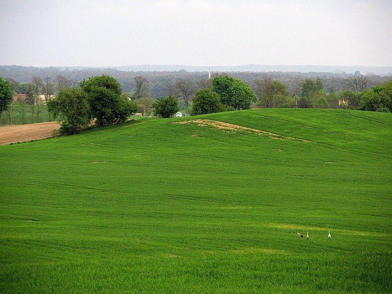Patrząc w stronę Jerzykowa - żurawie na polu