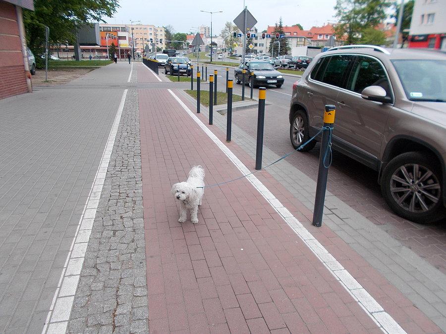 Pies na ścieżce rowerowej
