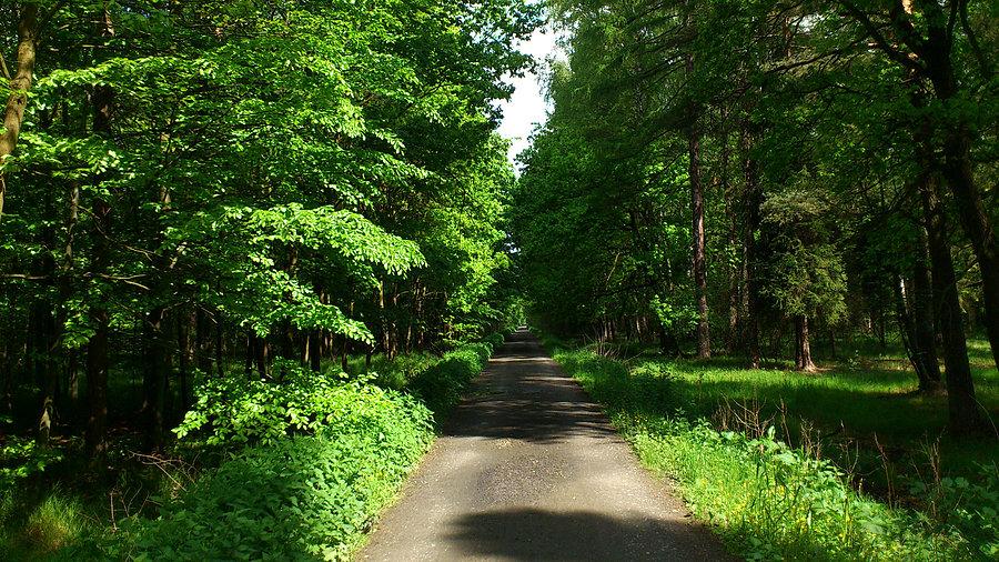 Leśna droga pożarowa