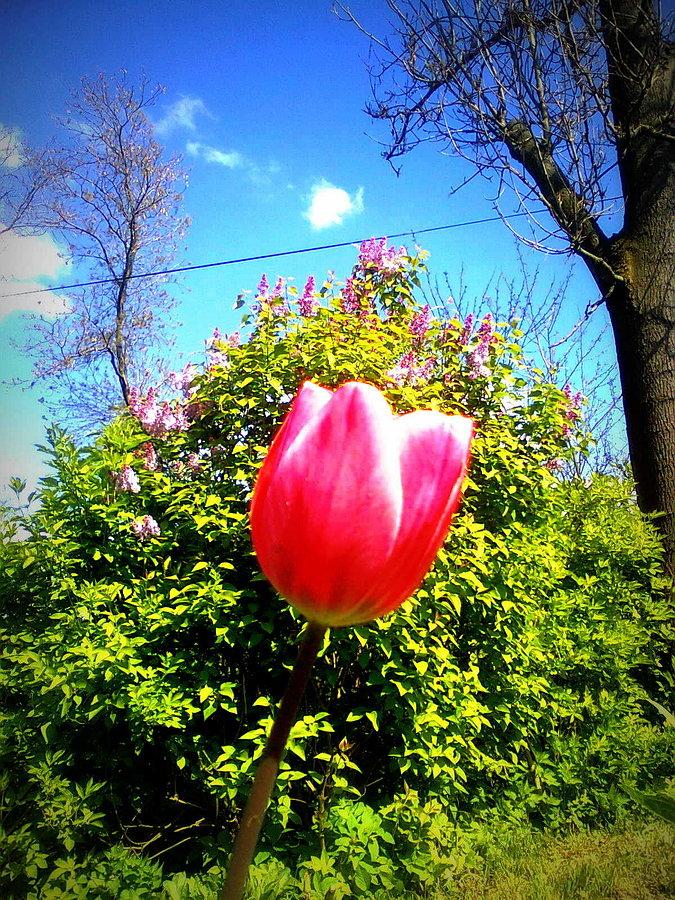 Samotny tulipan