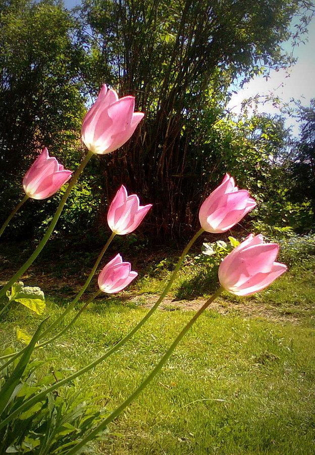 Różowe tulipany