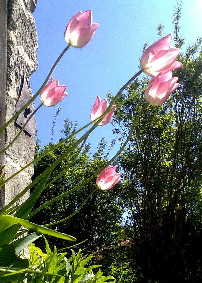 Różowe tulipany - ujęcie drugie