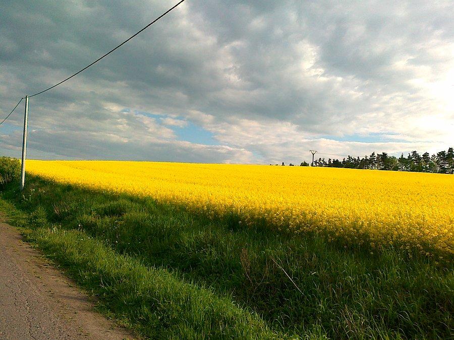 Pole rzepaku przed Alwernią