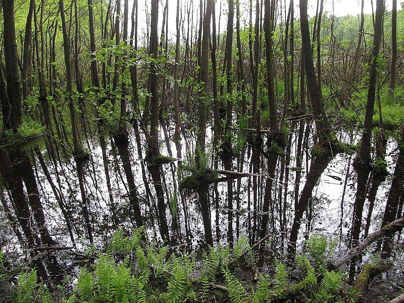 Bagnisty teren w Rezerwacie Jezioro Pławno