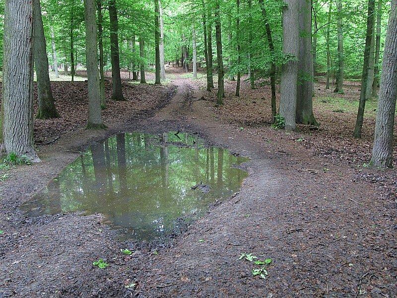 Leśne kałuże