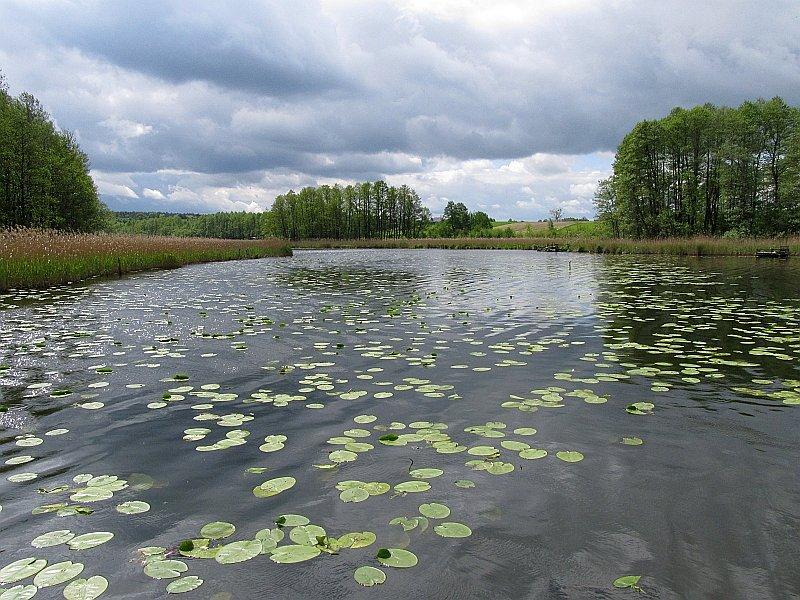 Roślinnośc wodna na Jeziorze Worowskim