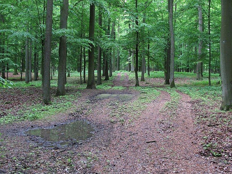 Dębogóra - uwielbiam takie tereny