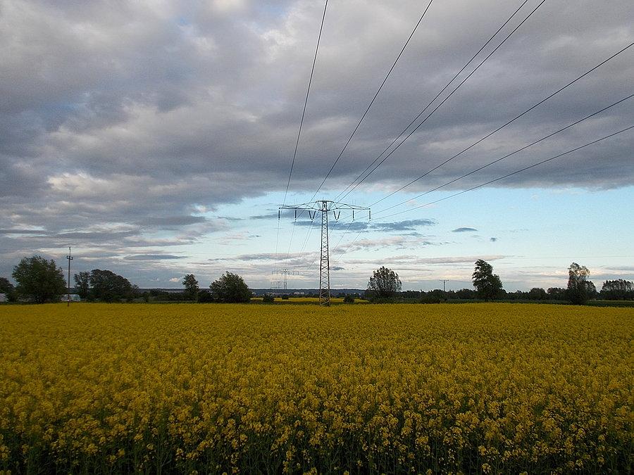 Rzepakowe pole