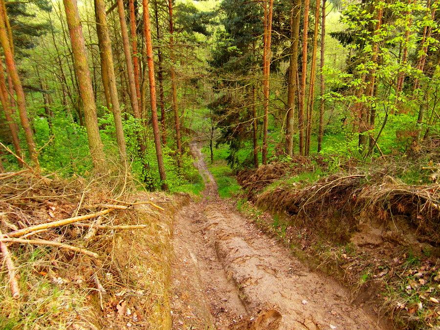 Widok z góry podjazdu… - las rokicki