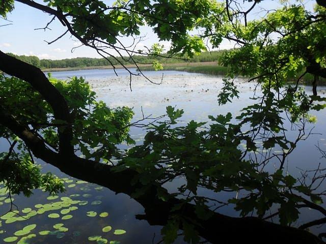 Staw Brzeziniok z dębu nad wodą